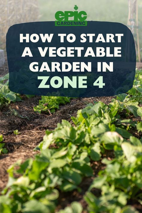 Fresh vegetables growing in a row in an outdoor garden Zone 7 Gardening, Zone 7 Garden, Season Vegetables, Vegetable Garden Layout, Start A Vegetable Garden, Growing Vegetables At Home, Starting Fresh, Vegetable Garden Tips, Garden Layout Vegetable