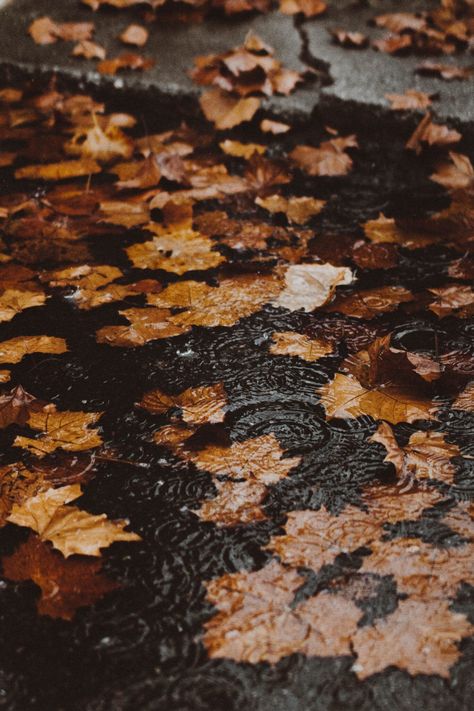 Herbst Bucket List, October Wallpaper, Autumn Rain, Iphone Wallpaper Fall, No Rain No Flowers, Tapeta Pro Iphone, Fall Feels, Best Seasons, Autumn Season