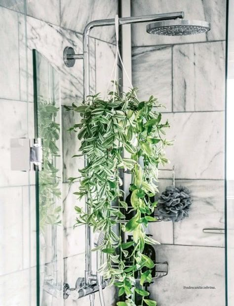 Indoor Shower With Plants, Plants Inside Shower Ideas, Shower Room With Plants, How To Hang Eucalyptus In Shower Bathroom, Indoor Bathroom Plants, Walk In Shower With Plants, Best Bathroom Shower Plants, Shower Hanging Plants, Hanging Plant In Shower Ideas