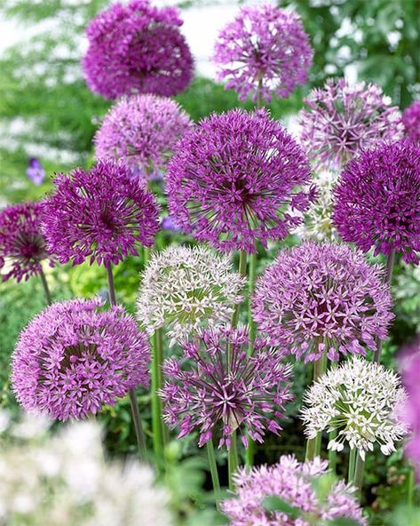 Gemüseanbau In Kübeln, Allium Flowers, Hydrangea Care, Mosquito Repelling Plants, Container Gardening Vegetables, Garden Borders, Garden Boxes, Bulb Flowers, Planting Bulbs