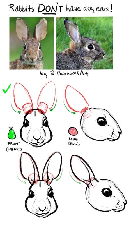 How To Draw Bunny, How To Draw Rabbit, Draw Bunny, Drawing Ears, Draw Rabbit, How To Draw Ears, Rabbit Drawing, Bunny Drawing, Animal Study