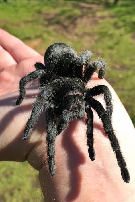 11 Facts About Brazilian Black Tarantula Aesthetic Spider, Spider Aesthetic, Spider Photography, Tattoo Spider, Cake Spiderman, Pet Tarantula, Spider Species, Pet Spider, Spider Tattoo