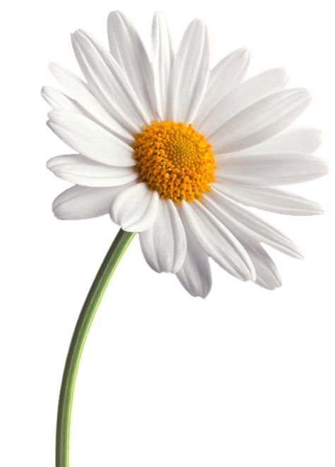 Flor Tattoo, Daisy Petals, Family Flowers, Daisy Tattoo, Daisy Art, Daisy Love, Great Food, Flower Photos, Flower Pictures