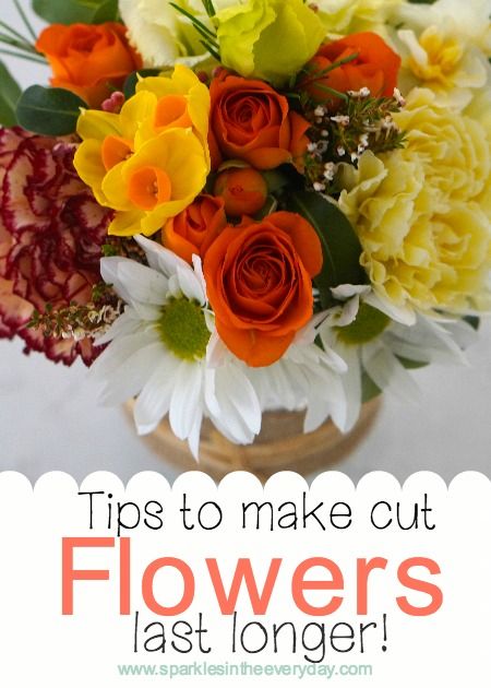 6 Tips to Make Cut Flowers Last Longer! - Sparkles in the Everyday! How To Make Stock, Easy Floral Arrangements, Big Fridge, Flowers Last Longer, Small Batch Baking, Giving Flowers, Stock Flower, Flower Arrangements Simple, Easy Flower