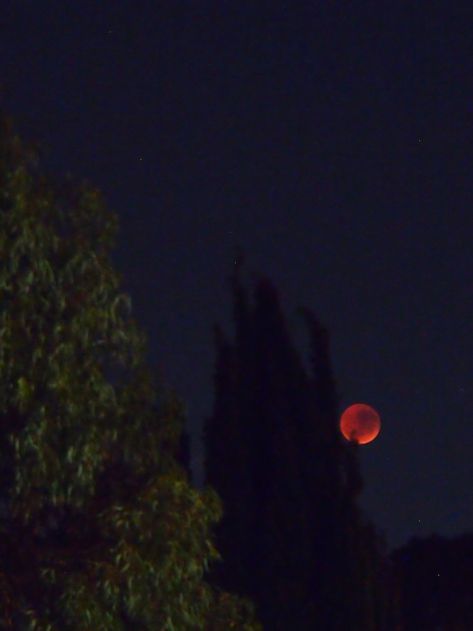 Blood Red Moon, Blood Moon Eclipse, Blue Moon Photography, Moon Party, Moon Eclipse, Street Lights, Moon Photography, Red Moon, Blood Moon