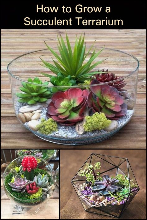 Start building terrariums for succulents to add to your plant collection with this easy DIY. Terrarium Ideas Unique, Succulent Plants Indoor, Glass Jar Diy, Indoor Terrarium, Plants Terrarium, Succulents In Glass, Cactus Terrarium, Diy Succulent Terrarium, Succulent Bowls