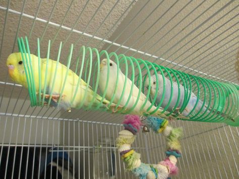 slinky budgies. In my estimation, this is a brilliant idea. Homemade Bird Toys, Rattus Rattus, Cockatiel Toys, Budgie Toys, Parakeet Toys, Parrot Training, Diy Bird Toys, Small Bird Cage, Parakeet Cage