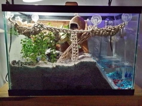 Hermit Crab Habitat Ideas, Crabitat Ideas, Hermit Crab Cage, Halloween Crab, Hermit Crab Homes, Crab Habitat, Hermit Crab Habitat, Crab Tank, Hermit Crab Tank