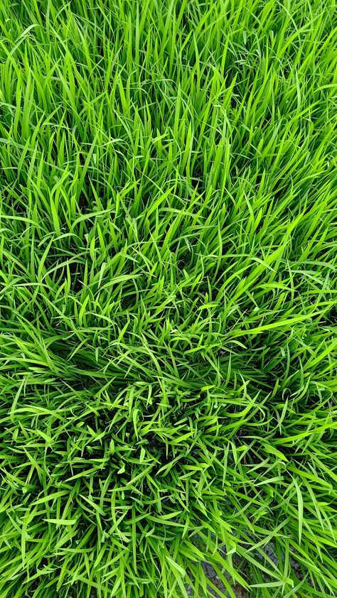 Pasto Natural, Symmetry Photography, Valentines Window Display, Artificial Grass Wall, Blur Image Background, Field Wallpaper, Grass Background, Grass Wallpaper, Iphone Wallpaper Stills