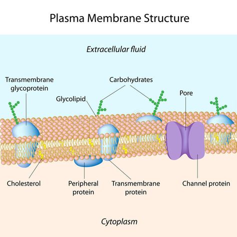 Plasma membrane. Molecular structure of plasma membrane, eps8 , #Ad, #Molecular, #membrane, #Plasma, #plasma, #structure #ad Cell Parts And Functions, Extracellular Fluid, Cell Diagram, Cell Transport, Cell Parts, Biology Projects, Membrane Structure, Plasma Membrane, Dental Hygiene School