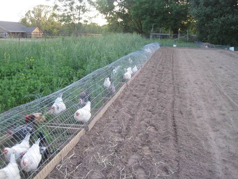 [ IMG] Chook Pen, Chicken Tunnels, Farm Resort, Urban Chicken Farming, Portable Chicken Coop, Chicken Coop Run, Urban Chickens, Backyard Chicken Farming, Chicken Eating