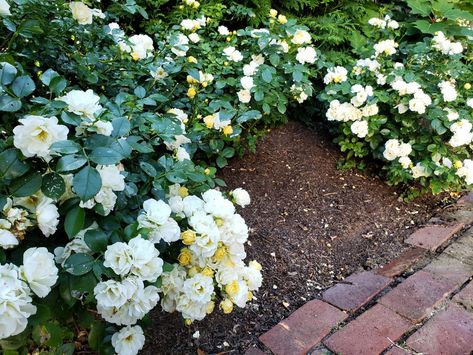 Popcorn Drift Rose, Popcorn Drift Roses Landscape Ideas, White Drift Roses, Drift Roses Landscape, Drift Roses Landscape Ideas, Patio Goals, Neighborhood Entrance, Little Lime Hydrangea, Green Giant Arborvitae