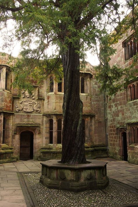 Yew tree that was planted in 1659 Inside Castle, Yew Tree, Stone Floors, Beautiful Aesthetic, Yorkshire Dales, The Courtyard, England And Scotland, Beautiful Castles, Tree Hugger