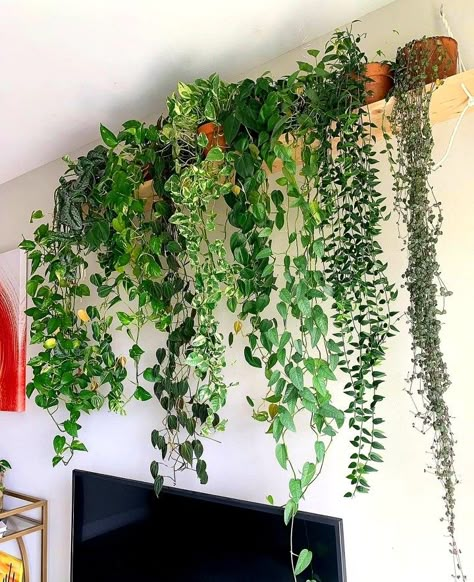 Hanging Plant Ideas, Hanging Indoor Plants, Indoor Plant Wall, Fake Plants Decor, Plant Wall Decor, Hanging Plant Wall, Inside Plants, Trailing Plants, Decoration Plante