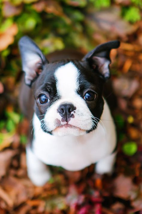 Last Friday Winnie was 12 weeks old. I can’t believe we’ve had her for 3 weeks now! The time has flown by. She weighs 5.3 lbs. I’ve been using this Puppy Weight Calculator and it’s been pretty consistent each week. It predicts her adult weight will be around 11 lbs. Miley and Howie are 15 … Boston Terrier, Boston, A Small, Black And White, Bed, White, Black