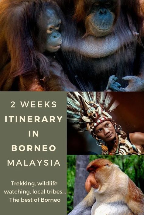 Borneo Island, Borneo Travel, Pygmy Elephant, Borneo Malaysia, Proboscis Monkey, Travel Malaysia, Wildlife Travel, Malaysia Travel, Kota Kinabalu