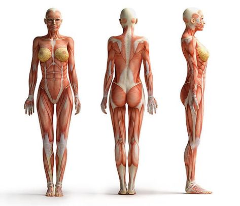 Human Anatomy Picture, Human Anatomy Female, Muscle Diagram, Human Anatomy Reference, Anatomy Images, Human Body Organs, Female Anatomy Reference, Drawing Body Poses, Human Body Anatomy