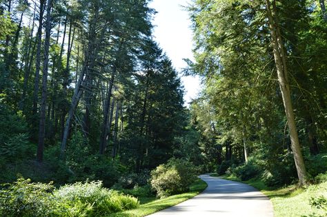 Winding Driveway, Loft Inspiration, Jogging Track, Long Driveways, Biltmore Estate, Home N Decor, Asheville, Driveway, Garden Ideas