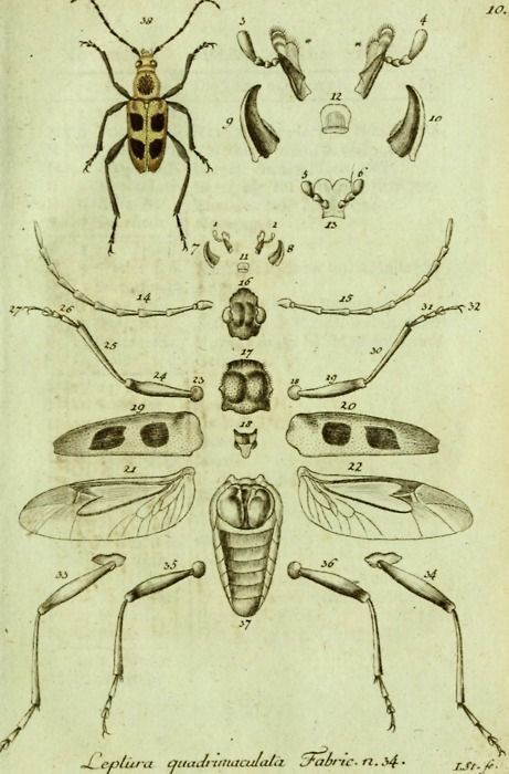 Hongo Tattoo, Entomology Illustration, Insect Anatomy, Beetle Drawing, Entomology Art, Scientific Drawing, Skeleton Illustration, Science Illustration, Bug Art