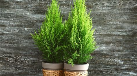 Lemon Cypress In Pots, Lemon Cypress, Monterey Cypress, Hinoki Cypress, Cypress Trees, Tree Care, Garden Stuff, Hedges, How To Grow