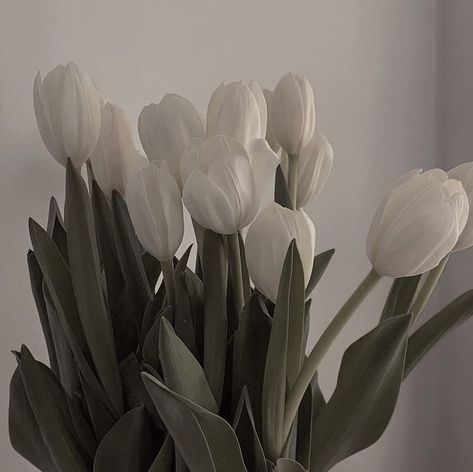 Instagram White, White Tulips, White Flowers, Tulips, Flowers, On Instagram, White, Instagram