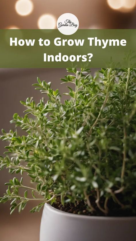 Dive into the world of indoor herb gardening and discover the secrets to successfully growing thyme for year-round culinary enjoyment! Learn essential tips for growing thyme indoors, including selecting a well-draining potting mix and providing ample sunlight or supplemental grow lights to mimic outdoor growing conditions. Explore practical insights into watering thyme plants, allowing the soil to dry out slightly between waterings to prevent root rot while maintaining consistent moisture levels Grow Thyme, Growing Thyme, Thyme Plant, Indoor Herb, Herb Gardening, Root Rot, Indoor Herb Garden, Herbs Indoors, Grow Lights