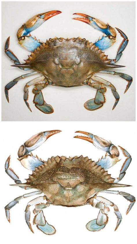 Blue crab watercolor Crab Reference Photo, Blue Crab Illustration, Blue Crab Drawing, Blue Crab Watercolor, Crab Drawing, Blue Crabs Art, Chelsea Smith, Crab Watercolor, Crab Illustration