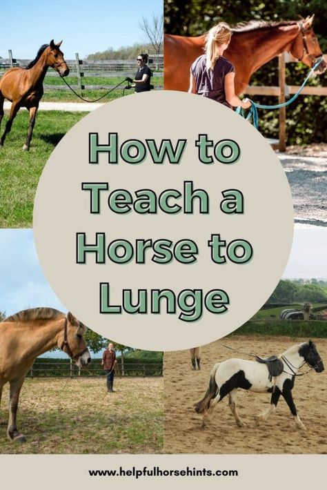 Ground Work For Horses Exercises, Horse Lunging Exercises, Training A Horse, How To Lunge A Horse, Lunging Exercises For Horses, Horse Training Exercises Groundwork, Horse Checklist, Ground Work For Horses, Lunging Horse