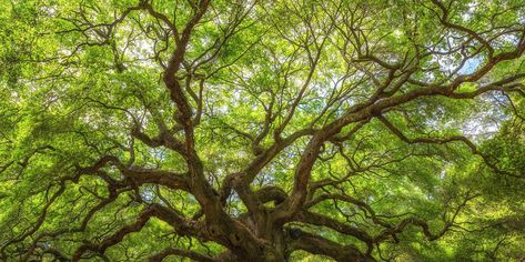 The Biggest Family Tree Ever Recorded Go Back 100,000 Years | Martha Stewart Angel Oak Tree, Angel Oak Trees, Angel Oak, Forest Wallpaper, Tree Wallpaper, Tree Wall Art, Oak Tree, Tree Wall, Rustic Home