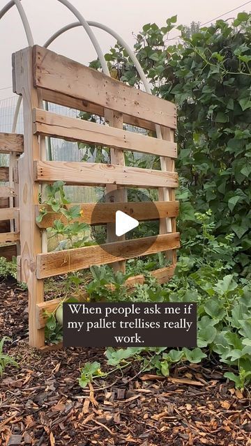 Pallet Vegetable Garden Diy, Pallet Garden Trellis, Grape Fence Ideas, Diy Pallet Trellis, Pallet Trellis Ideas, Pallets Garden Ideas, Pallet Trellis For Garden, Pallets In The Garden, Vegetable Garden Design Layout