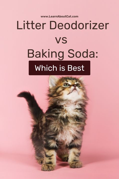 Litter Deodorizer vs Baking Soda Cat Litter Box Diy, Cat Litter Smell, Cat Liter, Litter Box Smell, Diy Litter Box, Cat Litter Box Liners, Home Smell, Cat Care Tips, Cat Box