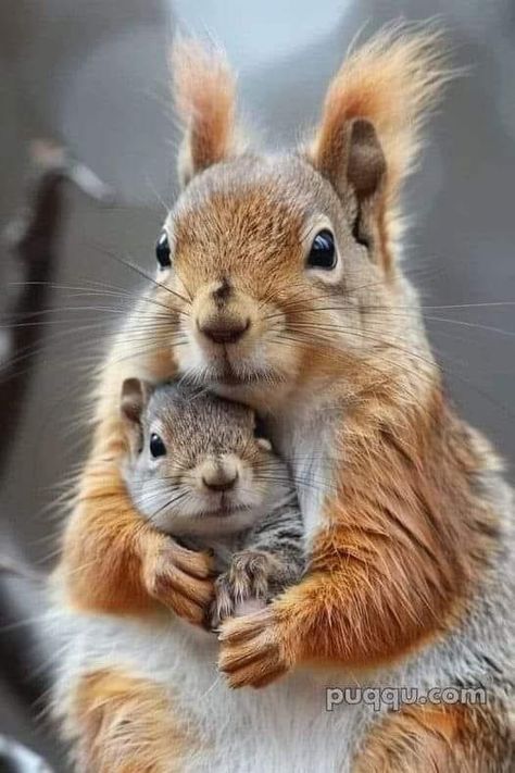 Mom And Baby Animals, Mother And Baby Animals, Animal Hugs, Squirrel Pictures, Baby Animals Pictures, Baby Squirrel, Cute Squirrel, Cute Wild Animals, Cute Animal Photos