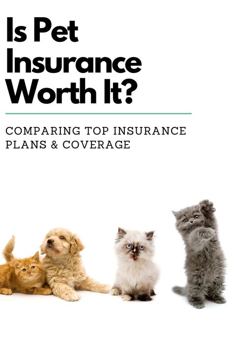 Dog Insurance, Pet Businesses, Cheap Dogs, Kitten Care, Pet Insurance, Dog Biting, Animals Of The World, Pet Health, Family Pet