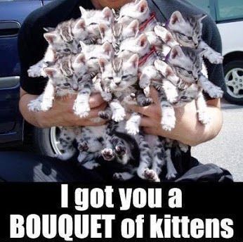 I Got You A Bouquet Of Kittens cute memes animals cat cats adorable animal kittens pets kitten funny pictures funny animals funny cats Söt Katt, Pet Kitten, Kittens Funny, Cute Memes, E Card, Cute Kittens, Crazy Cat Lady, 귀여운 동물, Crazy Cats