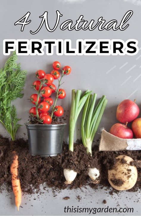 4 Natural and Organic Fertilizers to power your garden! #compost #coffeegrounds #eggshells #wormcastings #organic #garden #fertilizer #tips #advice #natural #thisismygarden Flower And Vegetable Garden, Soil Nutrients, Natural Plant Fertilizer, Soil Microorganisms, Vegetable Plants, Fall Vegetables, Natural Fertilizer, Fertilizer For Plants, Organic Garden