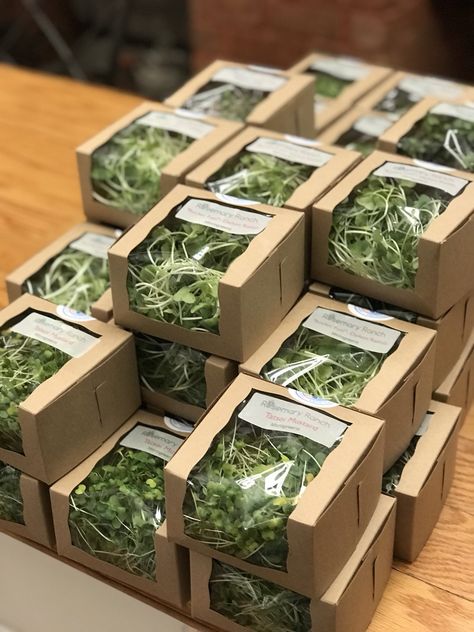 Rosemary Ranch on Twitter: "Microgreens in our new environmentally friendly packaging. Head out to @ChesBounty, North Beach on their Grand Reopening! https://t.co/Z2j5rWj3kd" / Twitter Indoor Herb Garden Display, Micro Greens Packaging, Plant Packaging Ideas, Microgreens Packaging Ideas, Farmers Market Ideas To Sell, Microgreen Packaging, Selling Microgreens, Microgreens Packaging, Microgreens Business