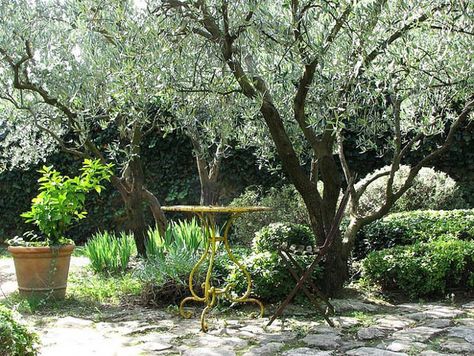 Tips to create a Mediterranean garden Olive Trees Garden, Tree Garden Design, Mediterranean Garden Design, Trees For Front Yard, Small City Garden, Provence Garden, Patio Trees, Mediterranean Landscaping, Mediterranean Garden