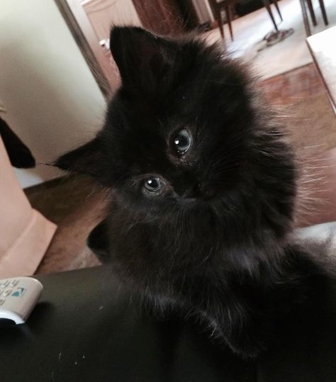 Baby Black Cat, Fluffy Black Cat, Black Cat Aesthetic, Dream's Cat, Image Chat, Black Kitten, Fluffy Animals, Fluffy Cat, Cat Aesthetic