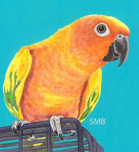 Sally Blanchard - Prismacolor Pencil Drawing Commissioned Sun Conure Portrait Sun Conure Painting, Conure Painting, Jenday Conure, Sun Conures, Drawing Sun, Prismacolor Drawing, Bird Pics, Drawing Birds, Parrot Drawing