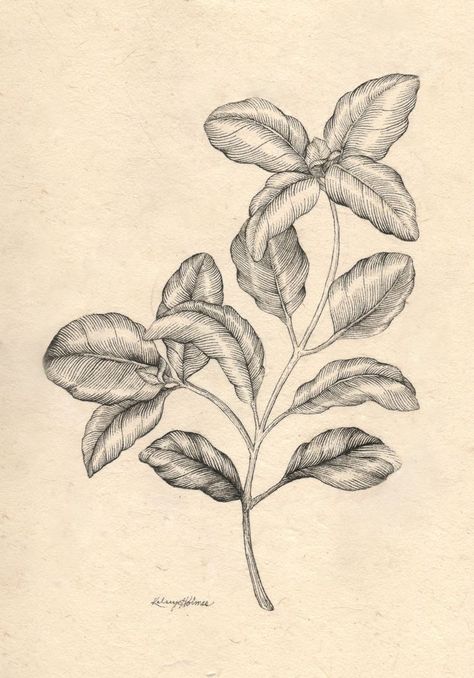 Basil drawn in India Ink on Lokta Paper Botanical Line Art, Lokta Paper, India Ink, Botanical Drawings, Plant Art, Color Tattoo, Botanical Illustration, Tattoos And Piercings, I Tattoo