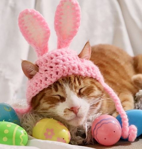 Ear Photo, Cat Easter, Easter Accessories, Easter Photo Props, Cat Hats, Easter Bunny Costume, Cats Pink, Easter Cats, Rabbit Costume