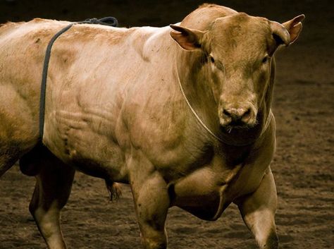 Bull Photo, Pbr Bulls, Pbr Bull Riders, Pbr Bull Riding, Brahma Bull, Rodeo Bull, Bucking Bulls, Rodeo Rider, Professional Bull Riders