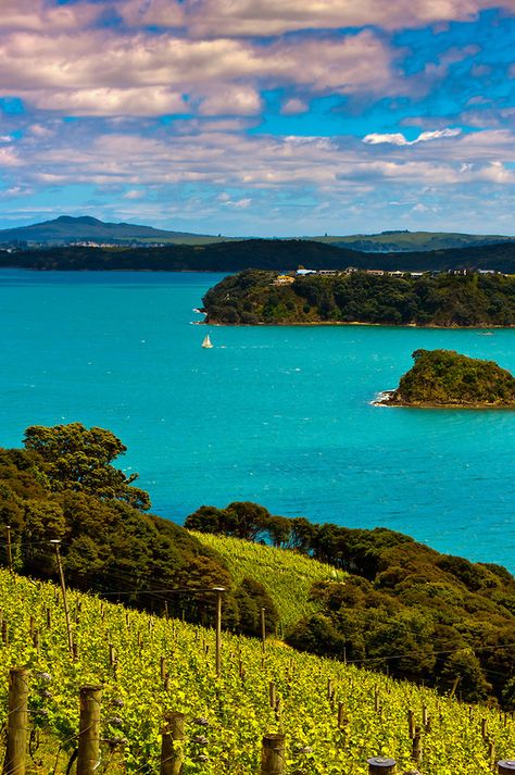 Te Whau Vineyard, Waiheke Island, Hauraki Gulf, near Auckland, New Zealand Scenery Beach, Phuket Island, New Zealand Landscape, Waiheke Island, Adventure Vacation, Nature Scenery, Auckland New Zealand, New Zealand Travel, Hotel Resort