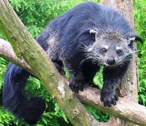 The binturong is a peculiar animal, also known as the Asian bearcat. Despite this nickname it is neither a bear nor a cat! Creepy Animals, Nocturnal Animals, Rare Animals, Like A Cat, Endangered Animals, Creature Feature, Animal Facts, Palawan, An Animal