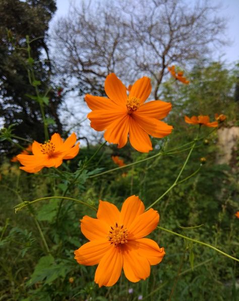 Cosmos Sulphureus Cosmos Sulphureus Orange, Cosmos Sulphureus, Orange Cosmos, Fleur Orange, Cosmos Flowers, Beautiful Flowers Photos, Exam Prep, Reference Pictures, Orange Flower