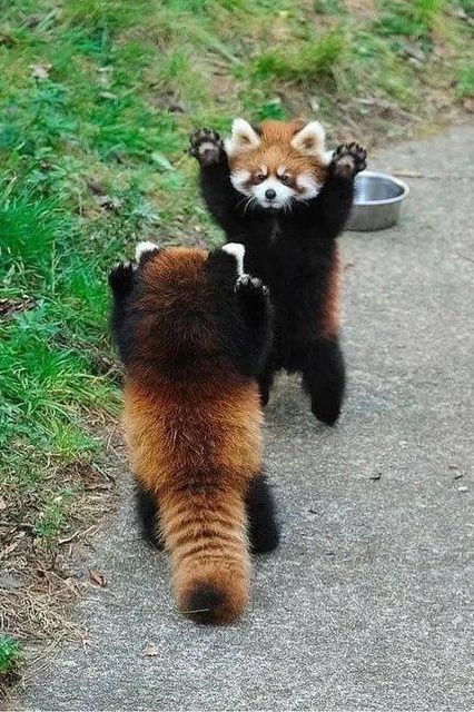 Red Pandas, Panda Bears, Red Panda, Bears, Red, Black, Pandas