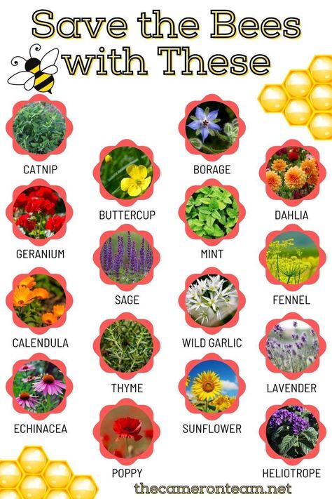 Bee Garden Ideas, Honeyberry Plants, Hummingbird Plants Perennials, Flowers For Bees, Garden Simple, Bee Friendly Plants, Bee Friendly Garden, Bee Garden, Bee Friendly