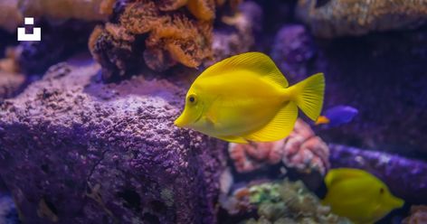 Saltwater Aquascape, Yellow Tang, Fish Tank Themes, Photos Of Fish, Saltwater Aquarium Fish, Tang Fish, Species Of Sharks, Aquarium Setup, Saltwater Tank