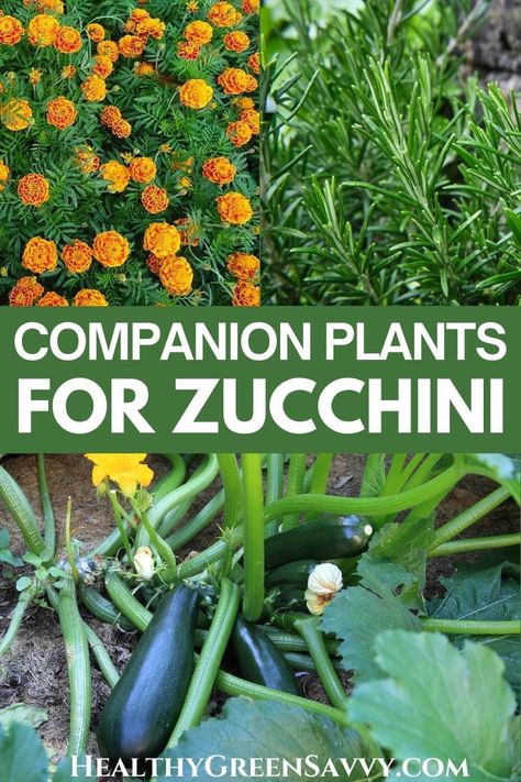 Zucchini Companion Plants, Squash Companion Plants, Zucchini Vegetable, Companion Planting Chart, Growing Zucchini, Best Zucchini, Companion Planting Vegetables, Zucchini Plants, Companion Gardening