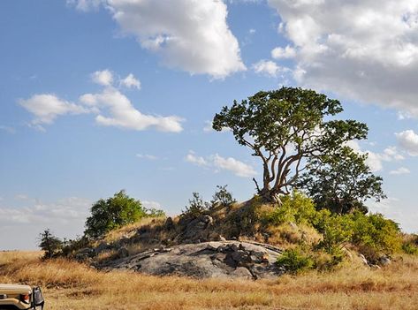 Kopjes – islands amongst the grass plains | Tanzania-Experience Grass Plains, Plains Landscape, Bird Painting Acrylic, African Plains, Pride Rock, Hillside Landscaping, Serengeti National Park, Destination Photography, Watercolor Projects